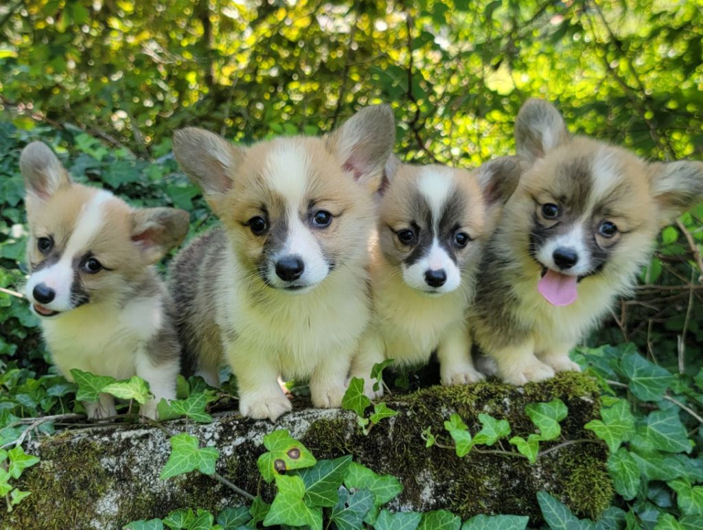 chiot Welsh Corgi Pembroke Du Jardin Des Amis Bouledogues