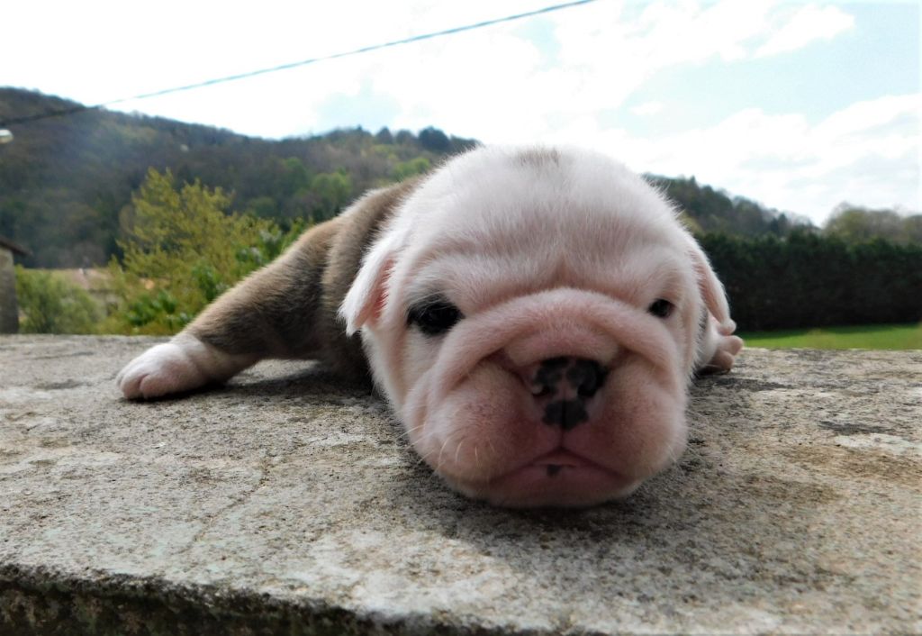 Du Jardin Des Amis Bouledogues - Bulldog Anglais - Portée née le 29/03/2021