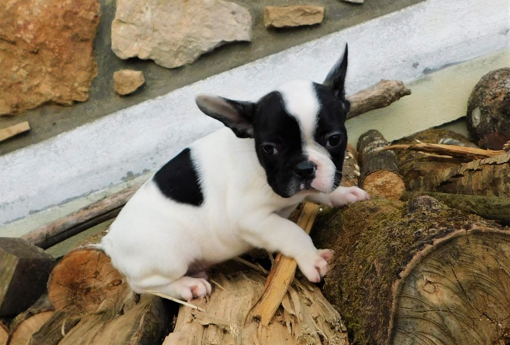 Du Jardin Des Amis Bouledogues - Bouledogue français - Portée née le 05/09/2020