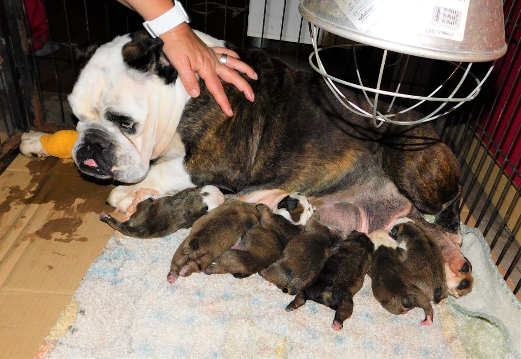 Du Jardin Des Amis Bouledogues - Bulldog Anglais - Portée née le 19/10/2021